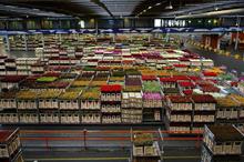 Dutch plants and flowers exports to UK rise in 2019
